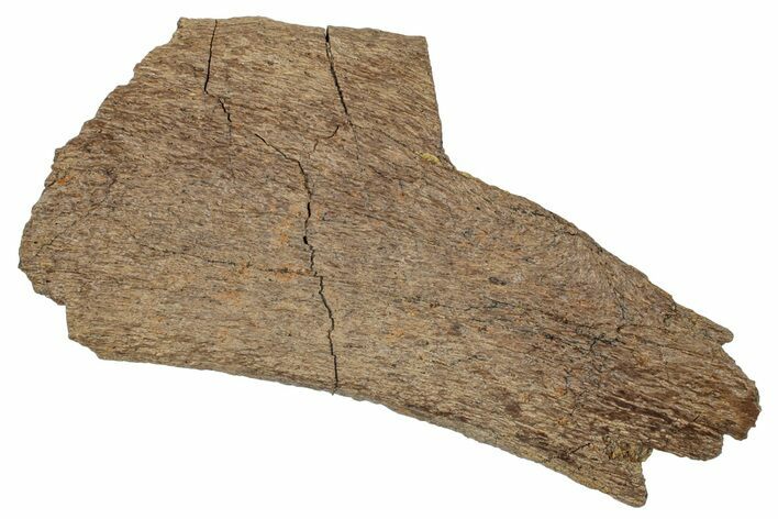 Hadrosaur (Edmontosaurus) Rib Bone - Wyoming #265744